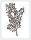 Arabia: Branch of a myrrh tree (Balsamodendron ehrenbergianum), Amsterdam, 1881